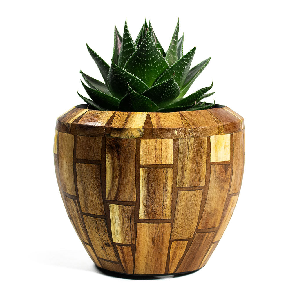 Aloe aristata Cosmo with Facets Couple Planter Jenga