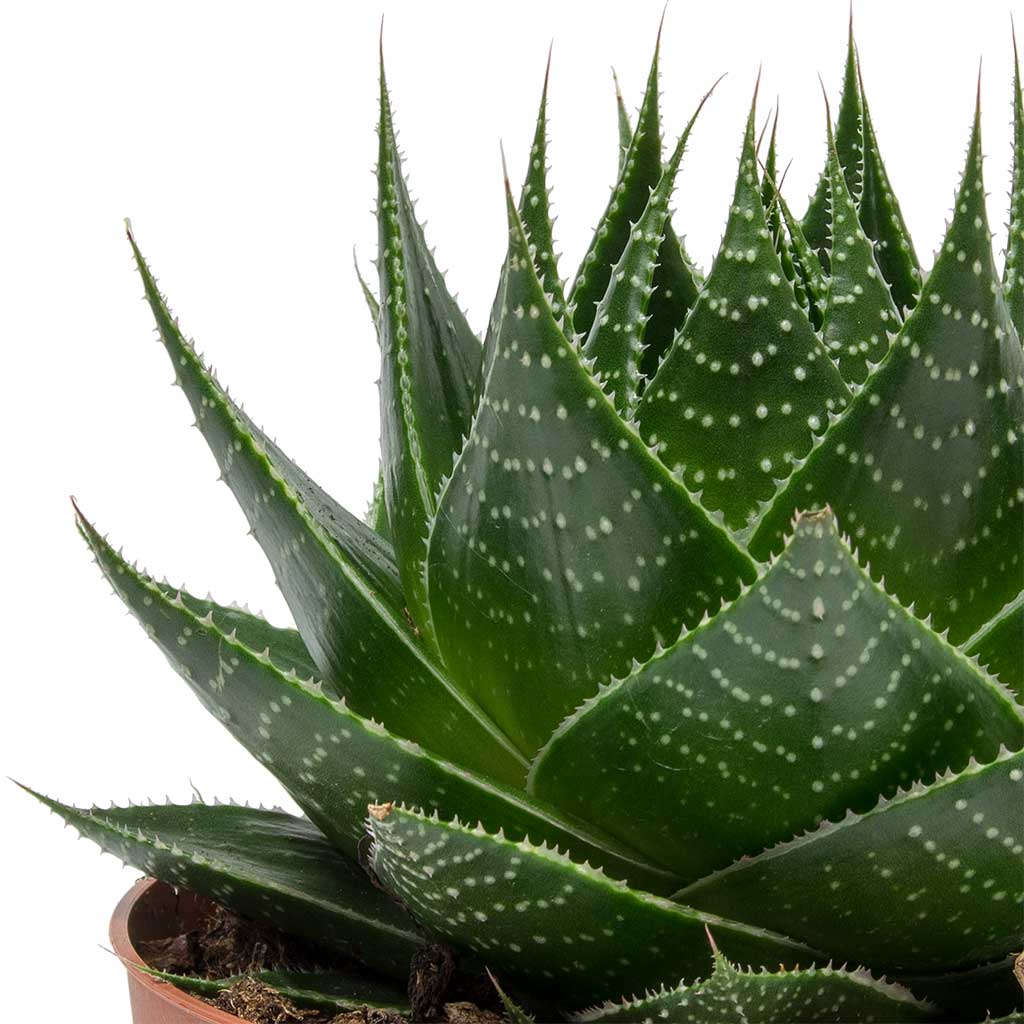 Aloe aristata Cosmo Leaves