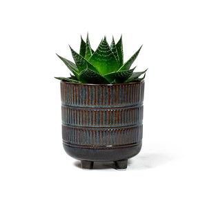 Aloe aristata Cosmo & Denise Plant Pot - Blue Bronze