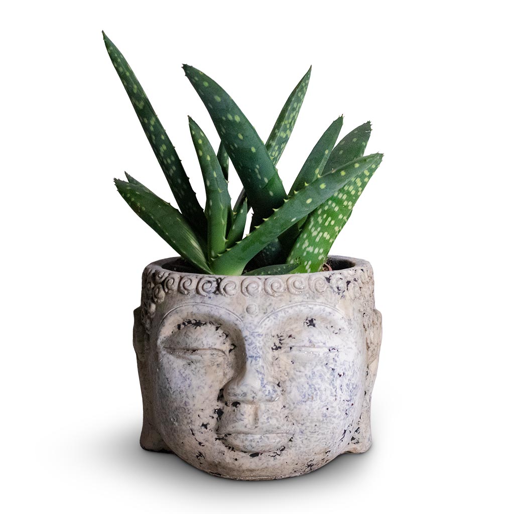 Aloe vera Paradisicum Houseplant & Buddha Plant Pot - Cement