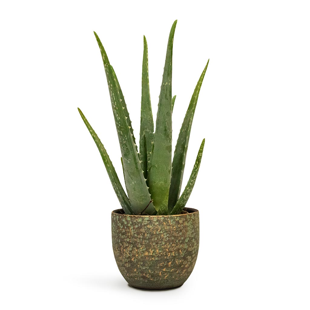 Aloe vera & Rinca Plant Pot Shiny Green