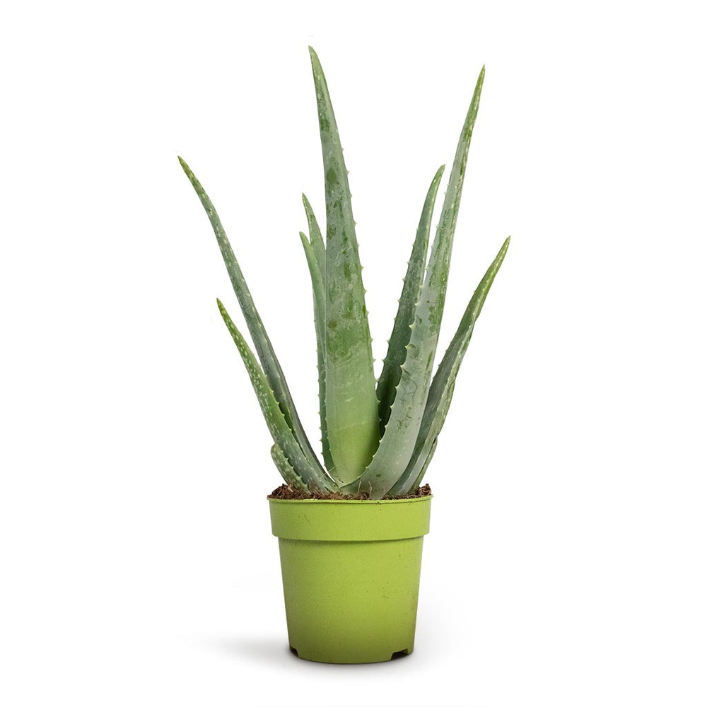 Aloe vera Succulents - Indoor Plants Purify Your Air| Hortology - HORTOLOGY