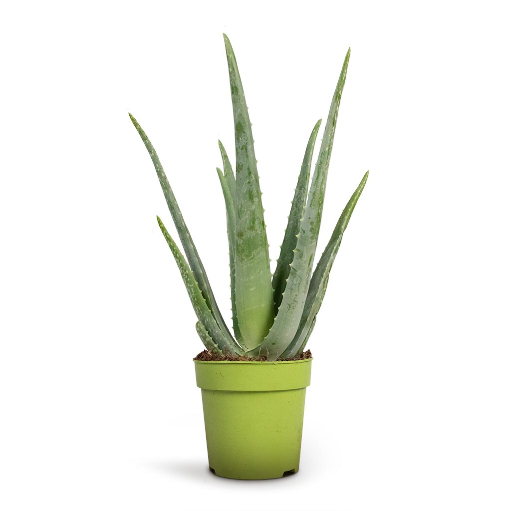 Aloe Vera Houseplant