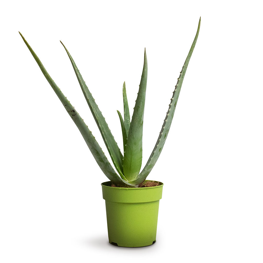 are aloe vera plants succulents Aloe vera Succulents - Indoor Plants Purify Your Air| Hortology