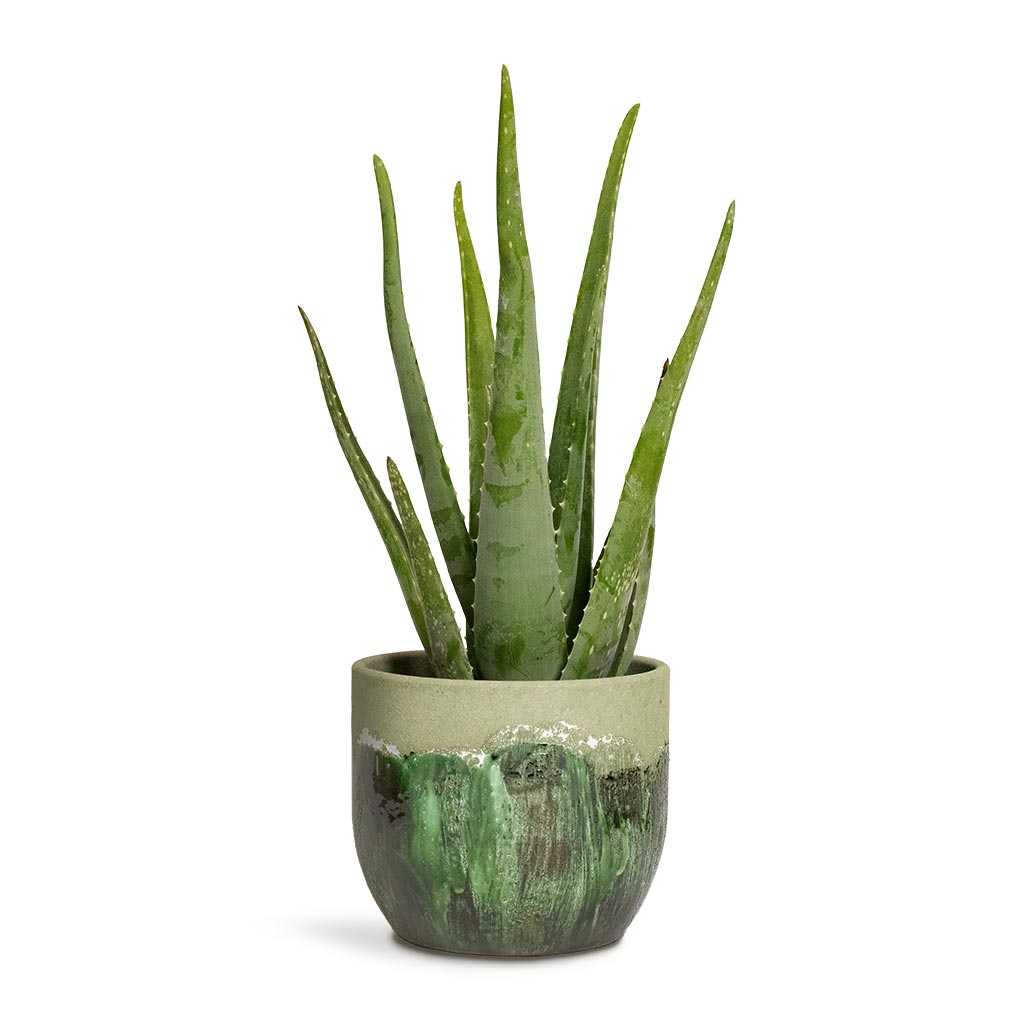 Aloe vera Succulent Houseplant & Moon Plant Pot - Jungle