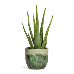 Aloe vera Houseplant & Moon Plant Pot - Jungle