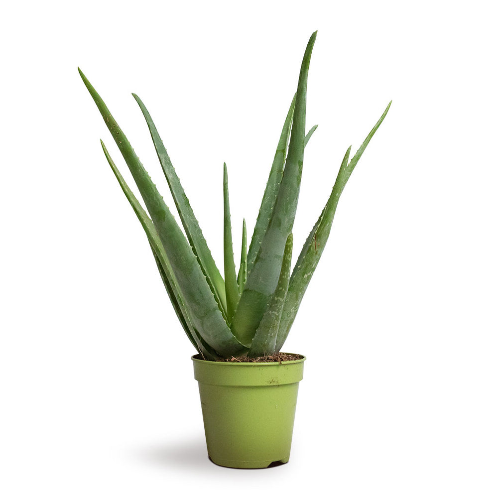 Aloe vera Succulents - Indoor Plants Purify Your Air| Hortology