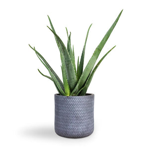Aloe vera Houseplant & Angle Cylinder Plant Pot - Grey