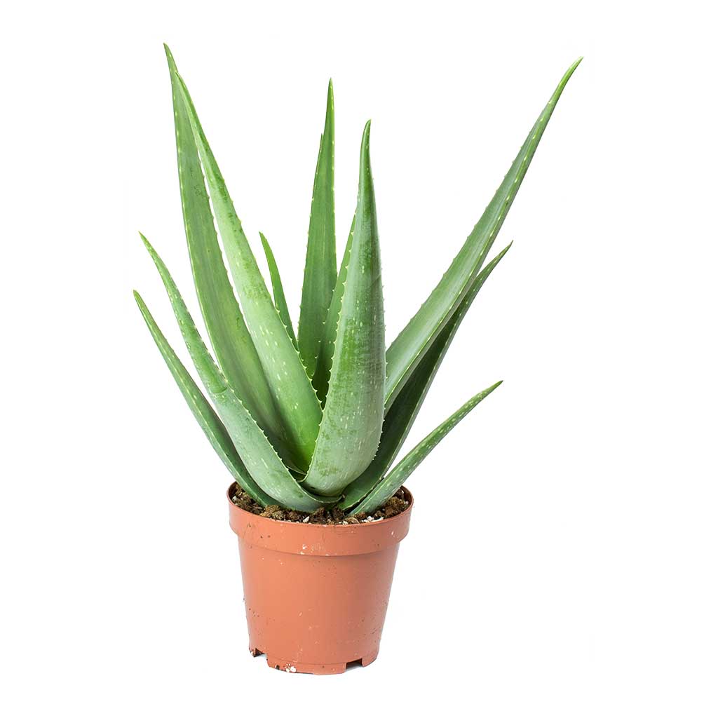 Aloe vera Succulents - Indoor Plants Purify Your Air| Hortology
