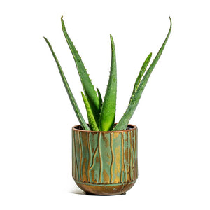 Aloe vera Caro Metal Plant Pots Set of 6 - Copper Green