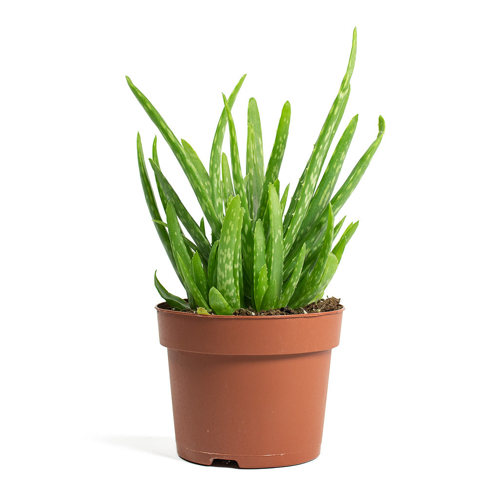aloe vera plant good for air Aloe vera Clumb Houseplants - Purify Your Air | Hortology