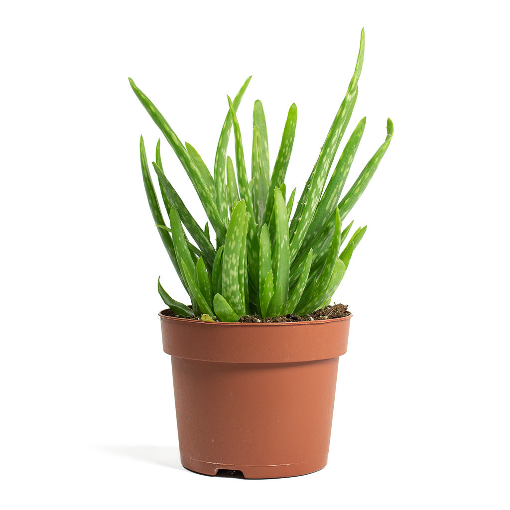 Aloe vera Clumb Houseplant