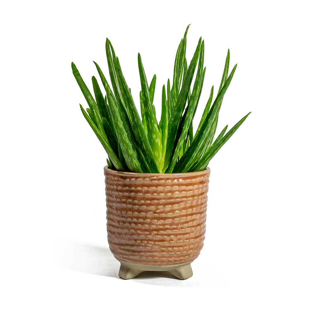 Aloe vera Clumb & Bekka Plant Pot - Pale Pink