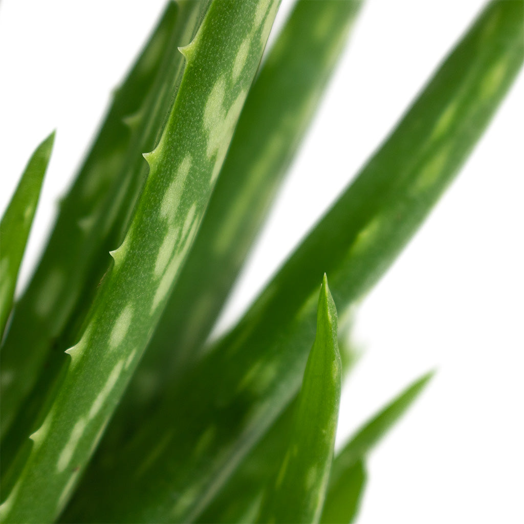 Aloe vera Clumb Houseplant Close-Up