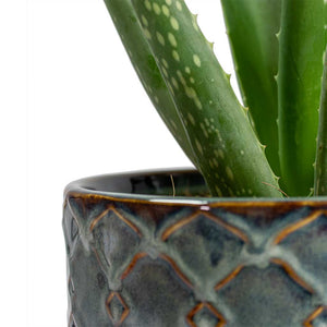 Aloe vera & Mees Plant Pot Vintage Green - Close-Up