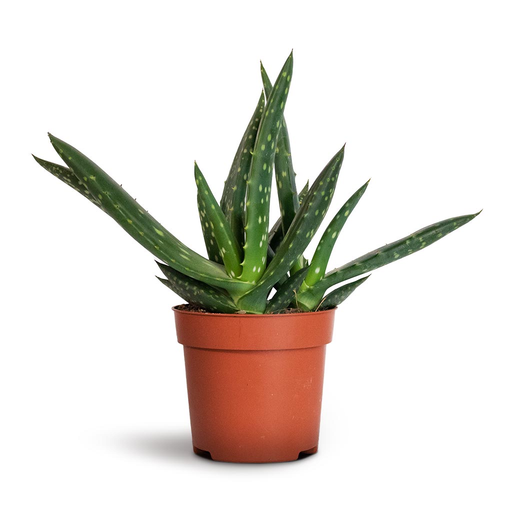 Aloe vera Paradisicum