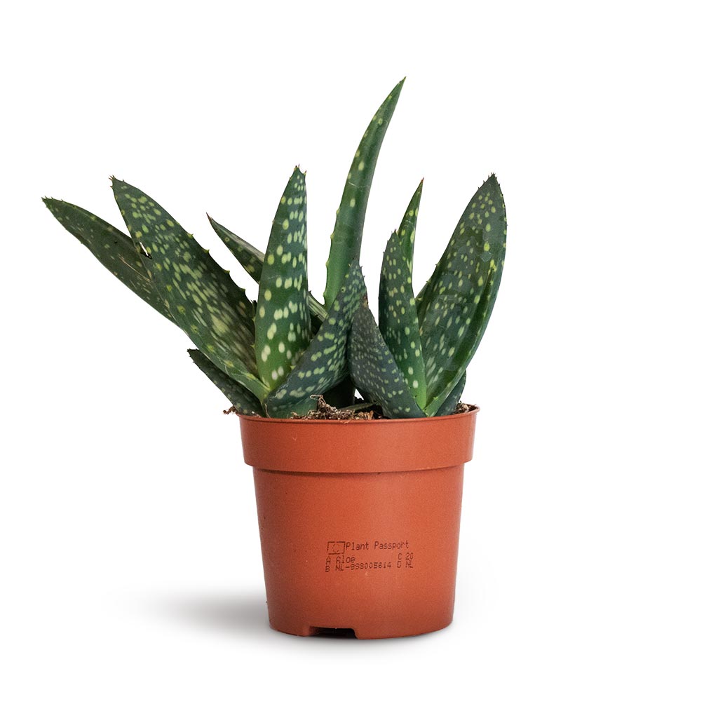 Aloe vera Paradisicum