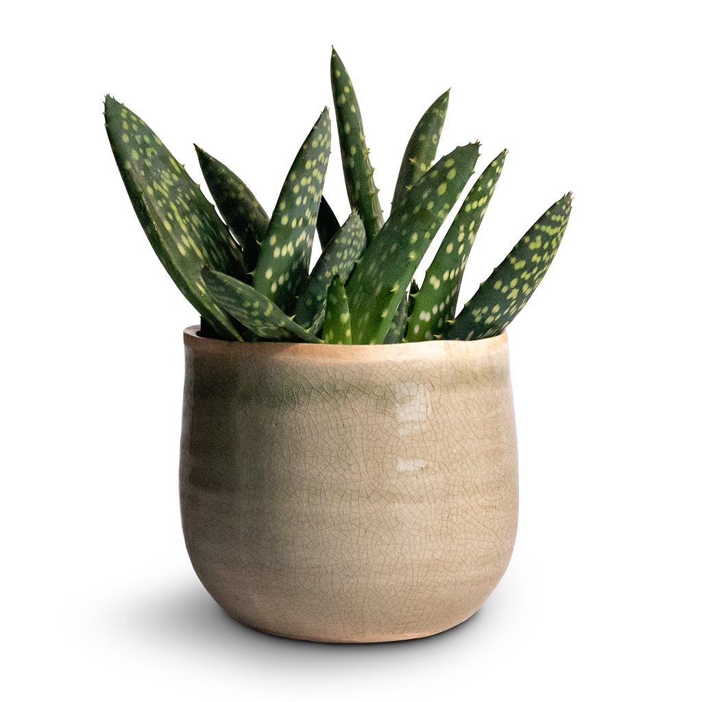 Aloe vera Paradisicum Houseplant &amp; Iris Plant Pot - Mint