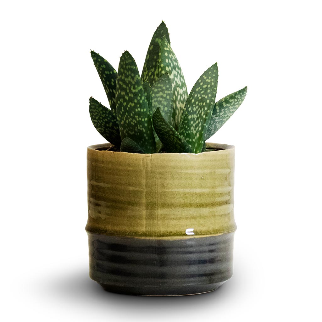 Aloe vera Paradisicum & Marlijn Plant Pot - Thyme