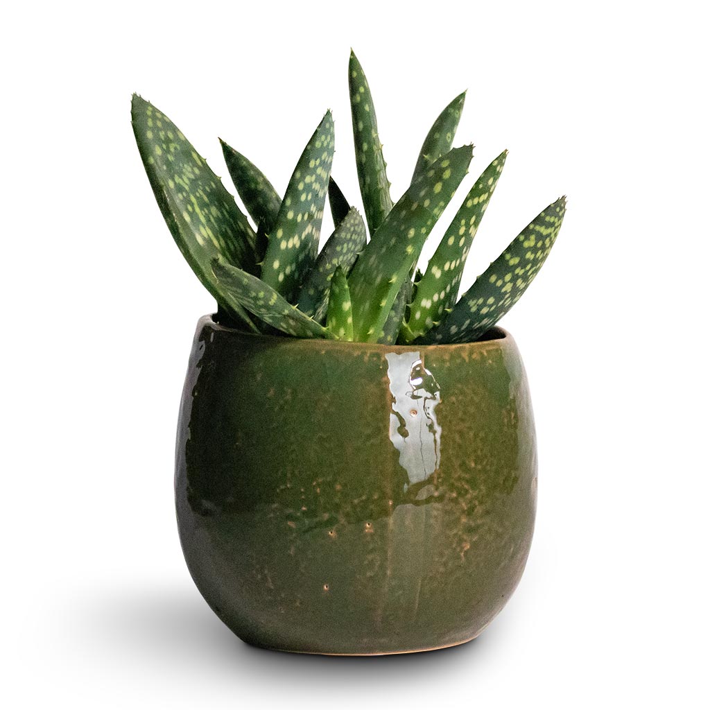 Aloe vera Paradisicum Houseplant & Mischa Plant Pot - Forest Green