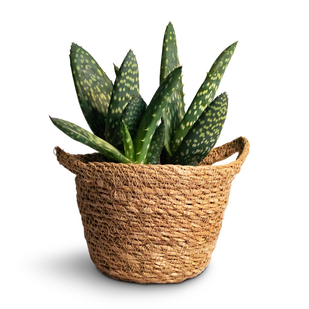 Aloe vera Paradisicum Nelis Plant Basket Natural