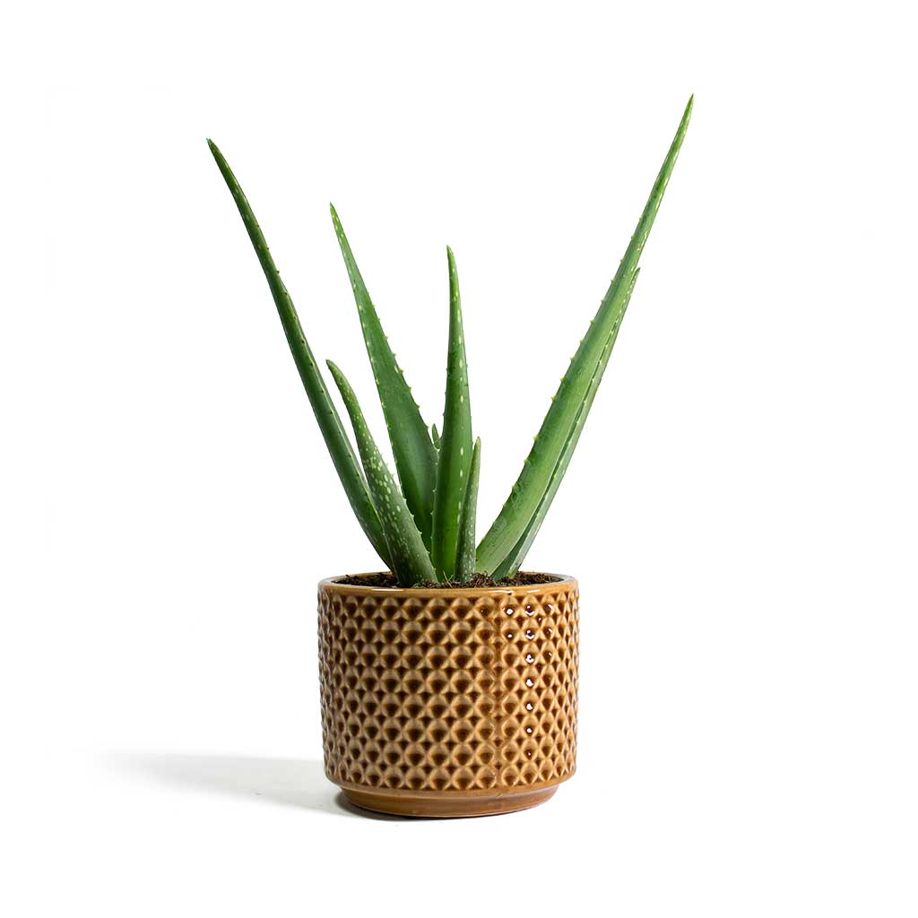 Aloe vera &amp; Thies Plant Pot - Mustard