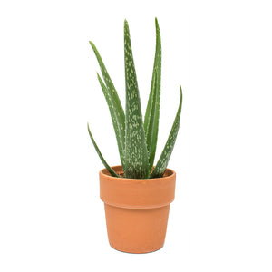 Aloe vera Small in Terracotta Plant Pot