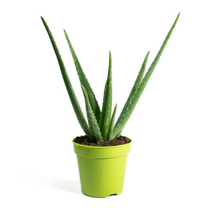 Aloe vera Houseplant