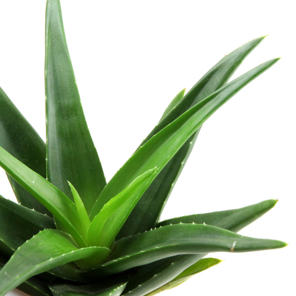 aloe vera plant good for air Aloe vera Succulents - Indoor Plants Purify Your Air| Hortology