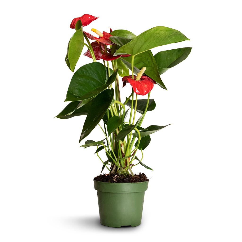 house plant with red flowers and green leaves Anthurium - Flamingo Flower - Royal Red - Quality Houseplants | Hortology