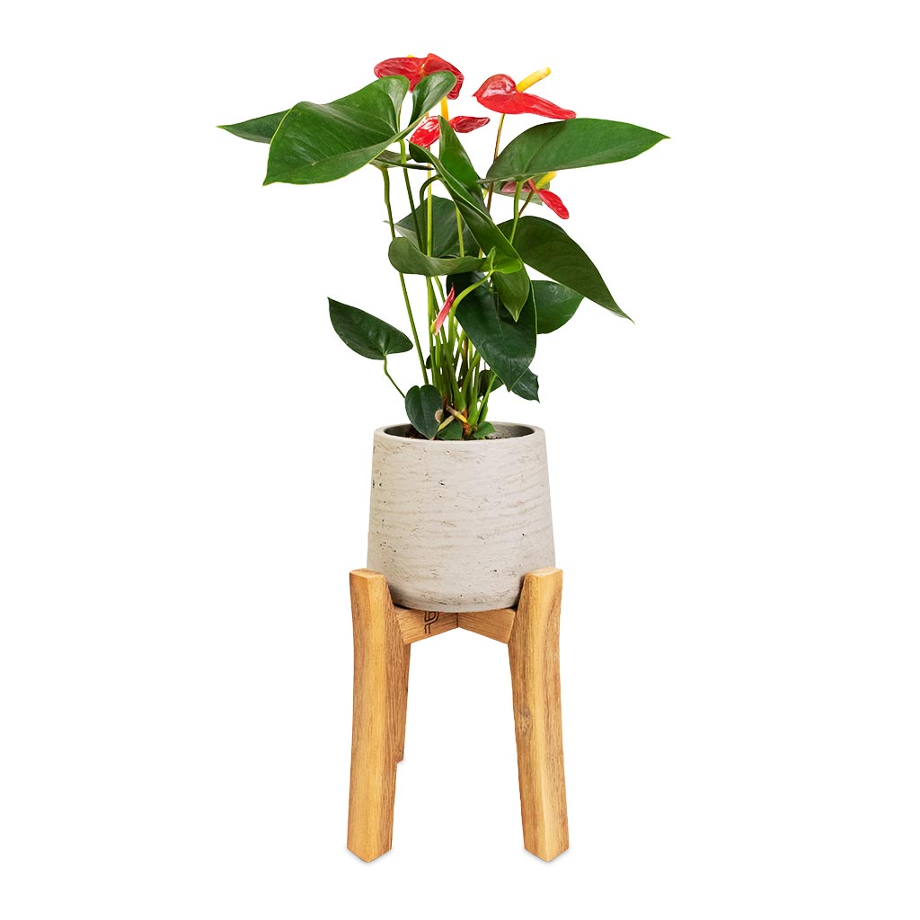 Anthurium Royal Champion - Royal Red & Patt Plant Pot - Tall Stand - Grey Washed