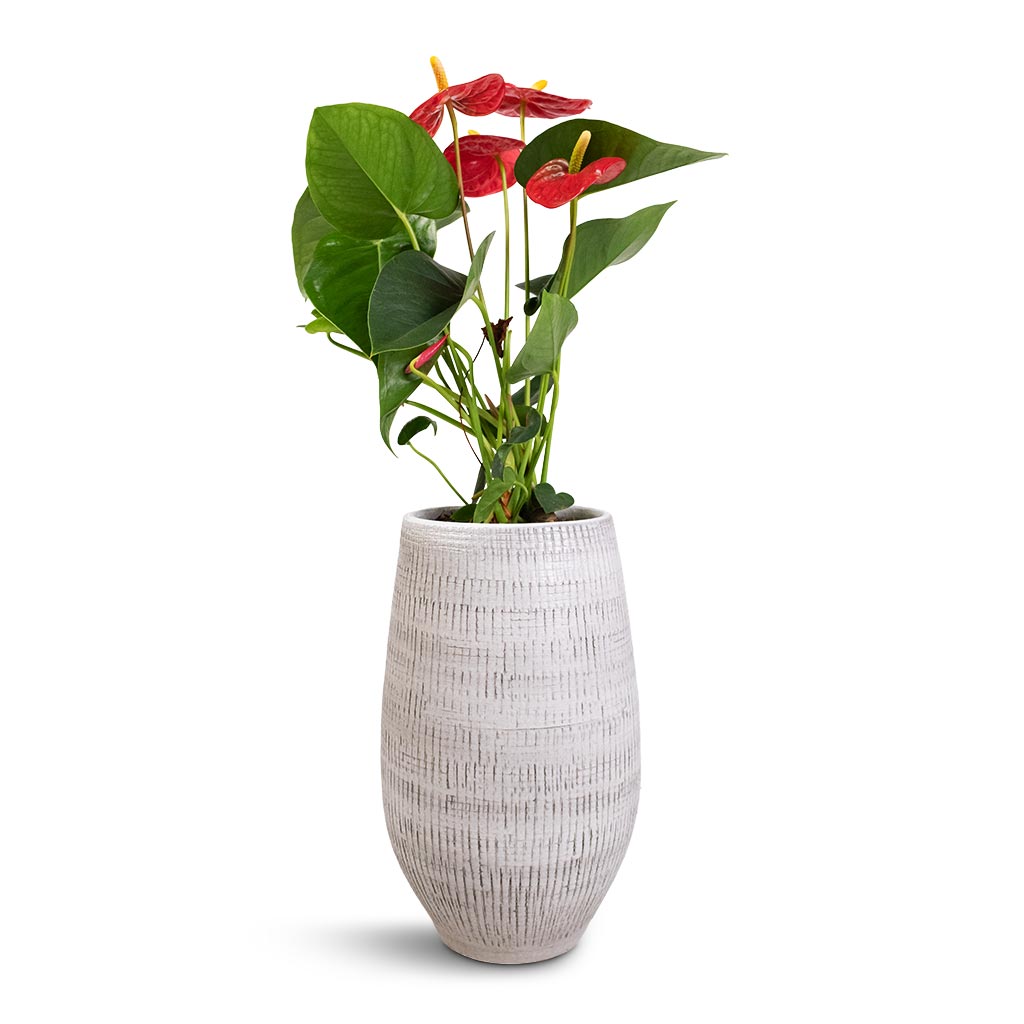 Anthurium Royal Champion - Royal Red & Ryan Plant Vase - White Black
