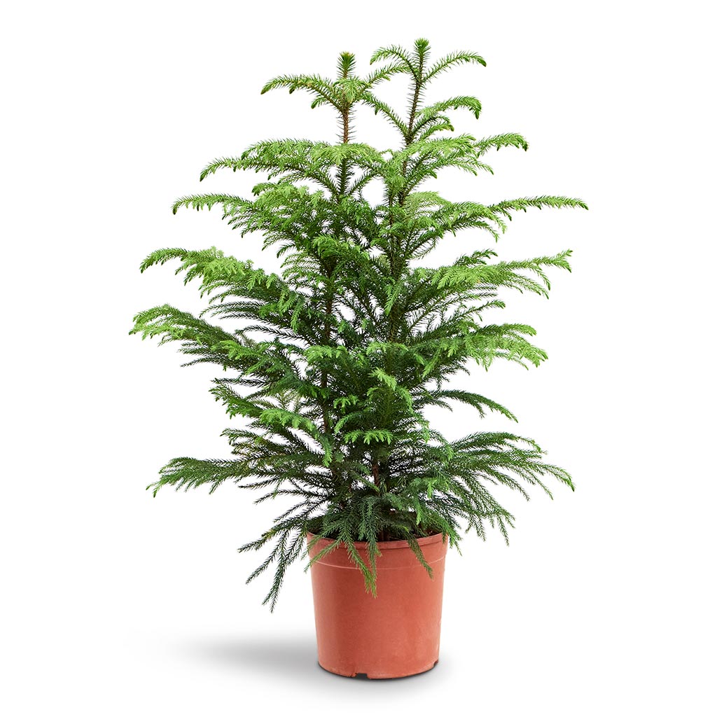 Araucaria heterophylla - Norfolk Island Pine 2 stems