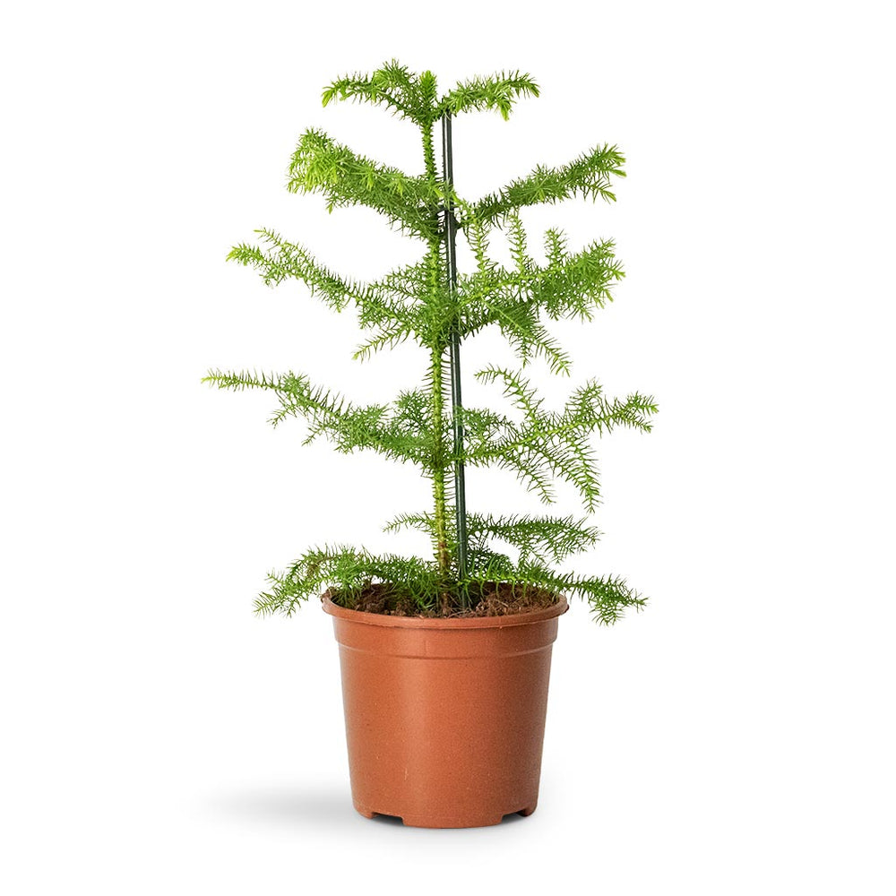 Araucaria heterophylla - Norfolk Island Pine Indoor Plants | Hortology ...