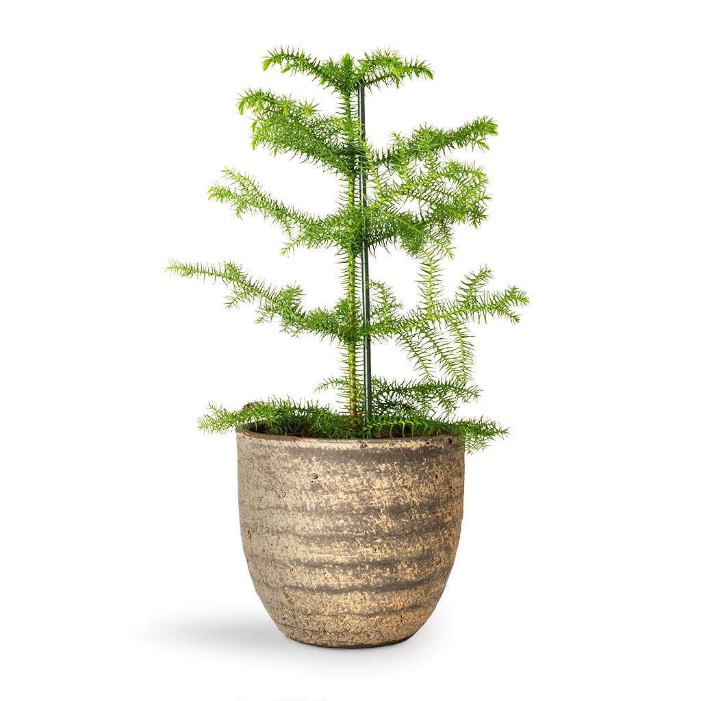 Araucaria heterophylla - Norfolk Island Pine & Cas Plant Pot - Sahara