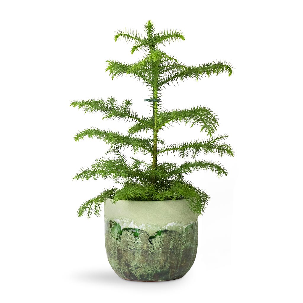Araucaria heterophylla Norfolk Island Pine Houseplant & Plant Pot Jungle