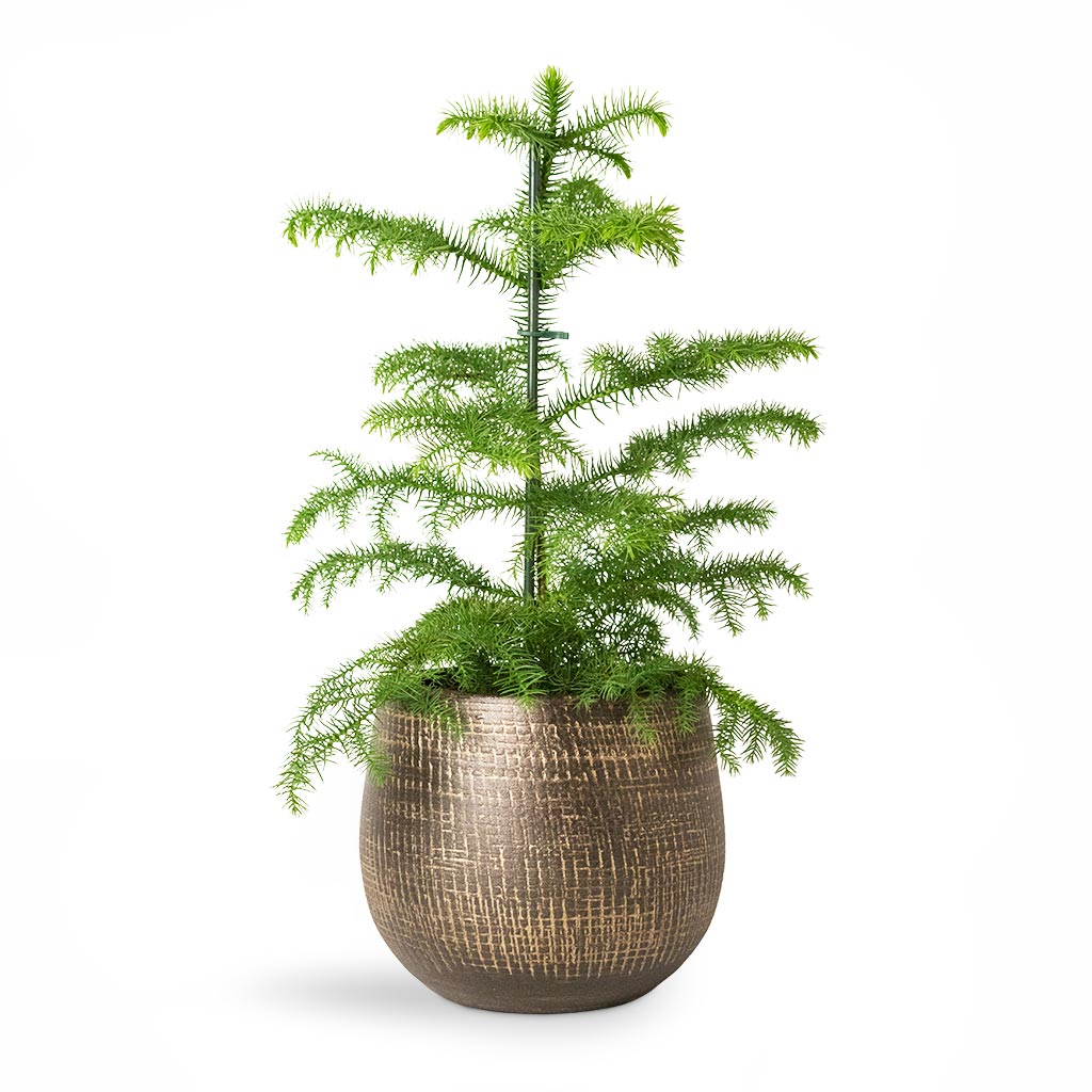 Araucaria heterophylla Norfolk Island Pine Houseplant & Ryan Plant Pot Shiny Gold