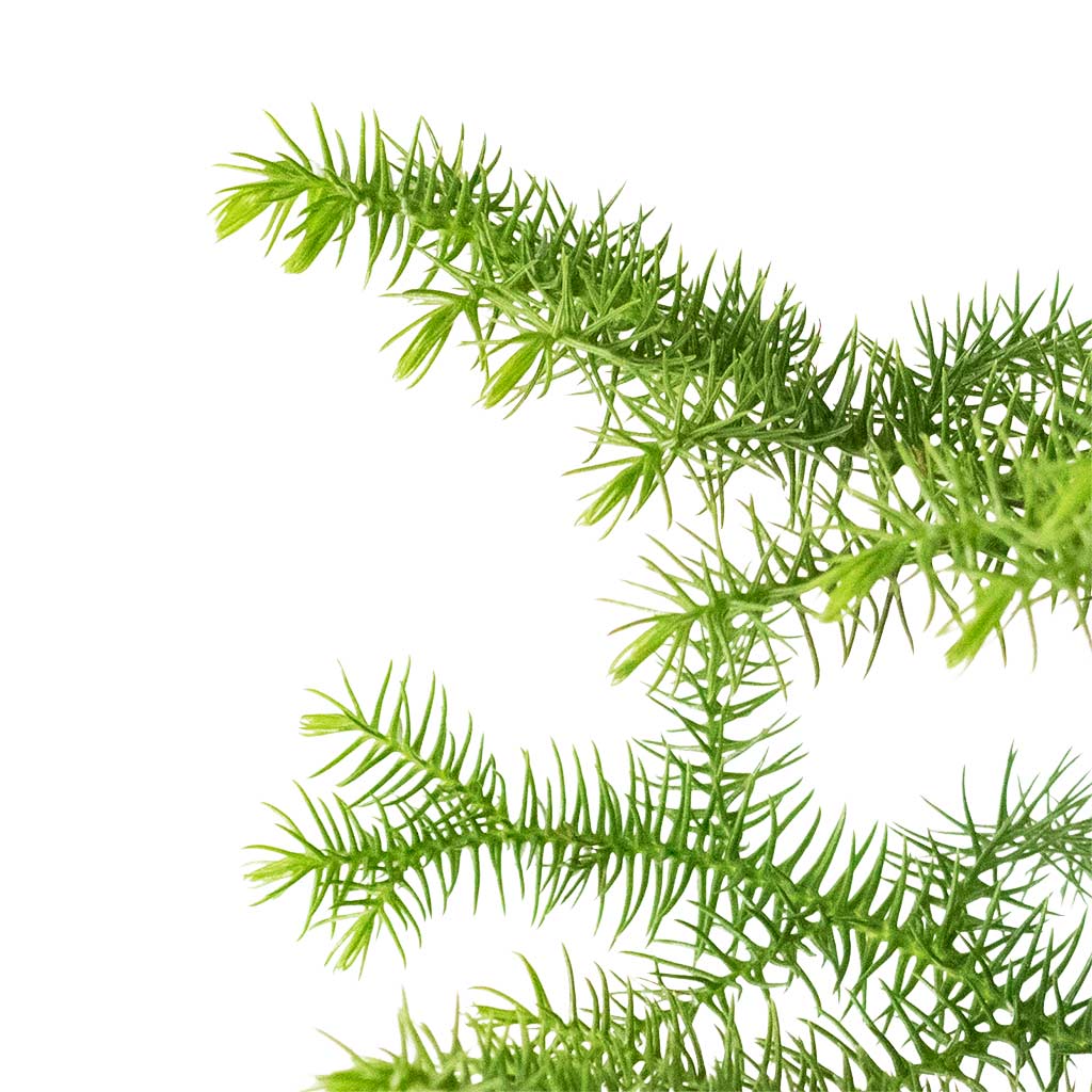 Araucaria heterophylla -Norfolk Island Pine (Close-Up)