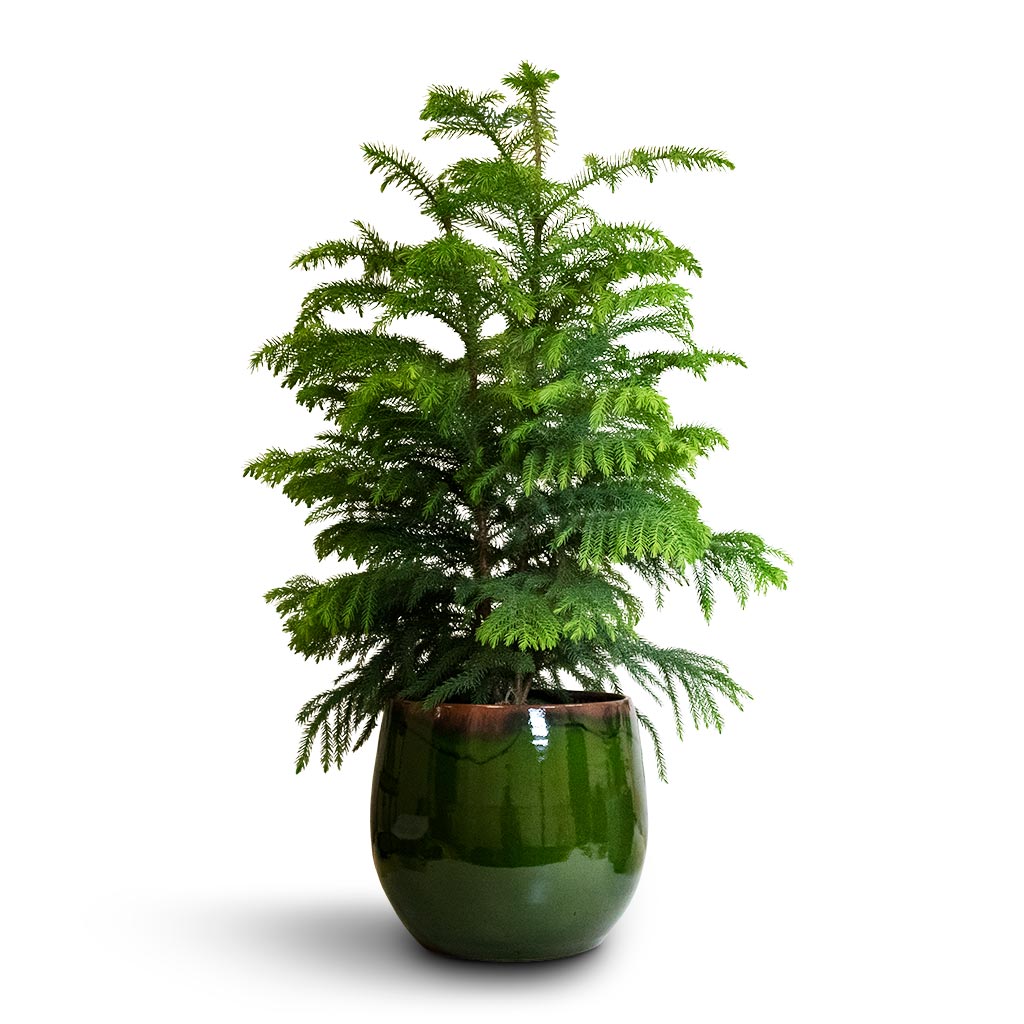 Araucaria heterophylla - Norfolk Island Pine &amp; Charlotte Plant Pot - Green