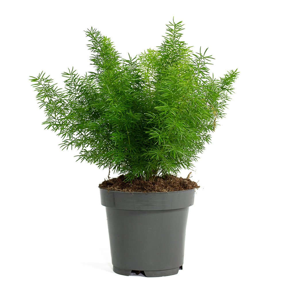 Asparagus densiflorus Myersii Foxtail Fern 12cm