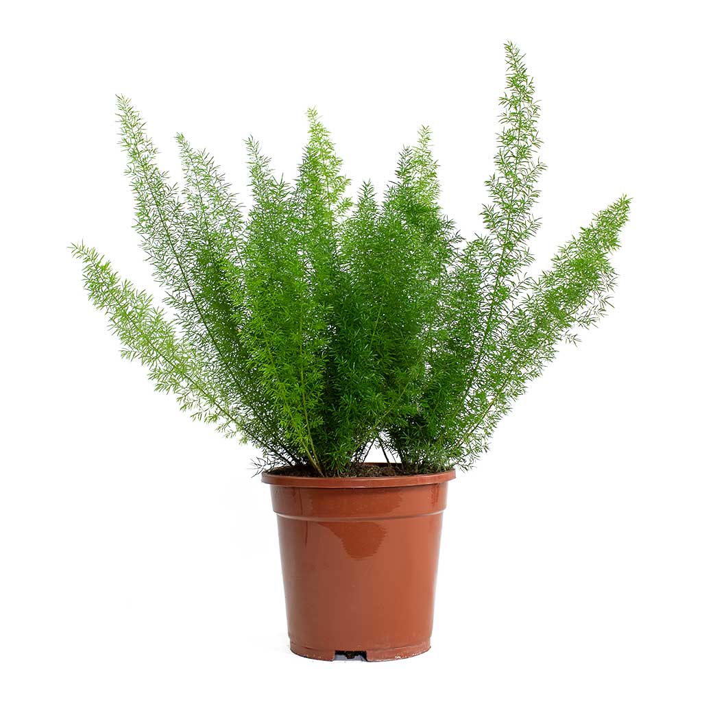 Asparagus densiflorus Myersii Foxtail Fern 17cm