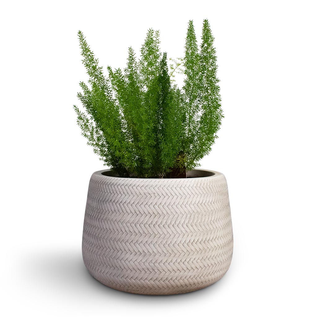Angle Darcy Plant Pot - White & Foxtail Fern