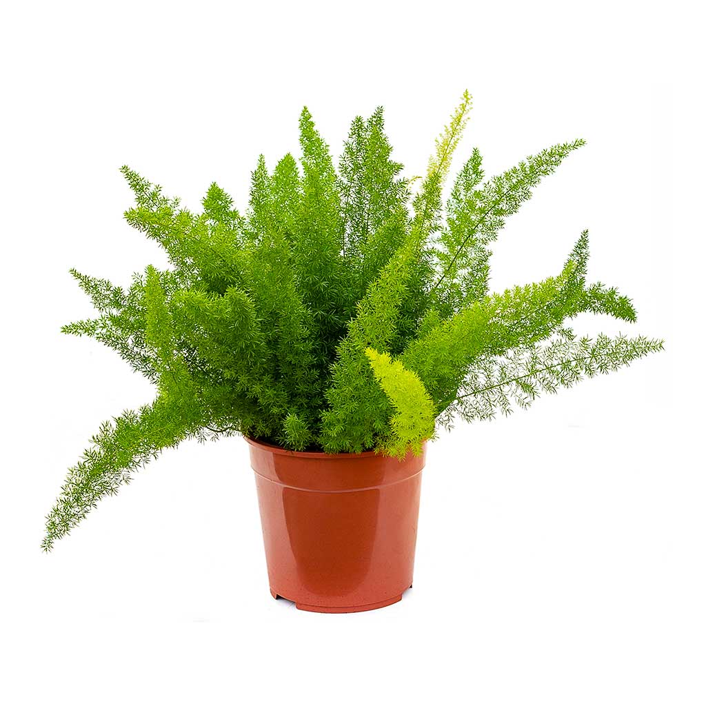 Asparagus densiflorus Myersii - Foxtail Fern 27cm