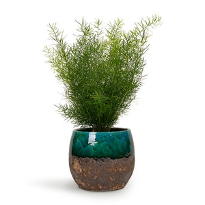 Asparagus densiflorus Sprengeri Emerald Feather Fern Houseplant & Lindy Plant Pot Black Green