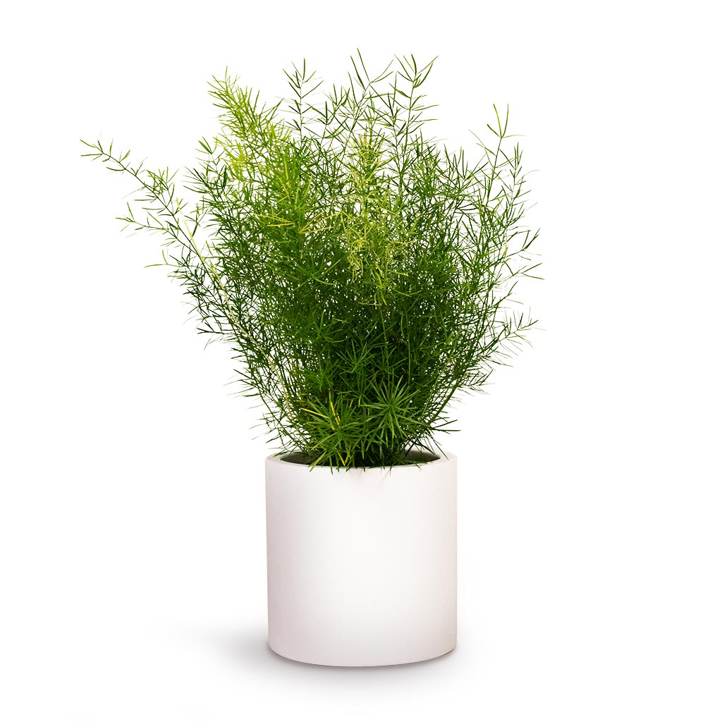 Asparagus densiflorus Sprengeri Emerald Feather Fern & Puk Planter Matt White