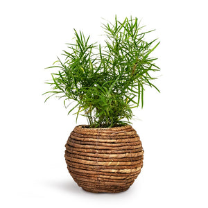 Asparagus falcatus Sicklethorn Houseplant & Lida Plant Basket Natural