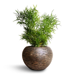 Asparagus falcatus - Sicklethorn & Luxe Lite Wrinkle Globe Planter - Bronze