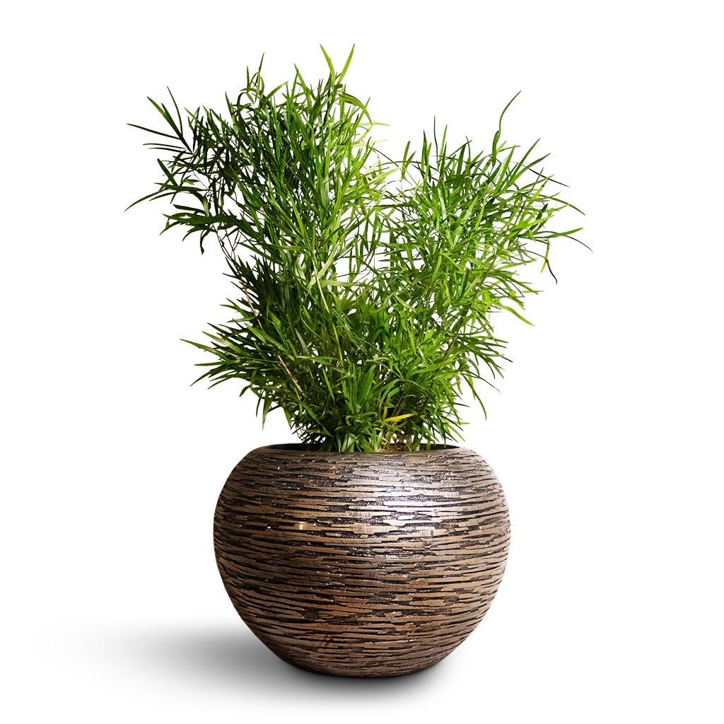 Asparagus falcatus - Sicklethorn & Luxe Lite Wrinkle Globe Planter - Bronze