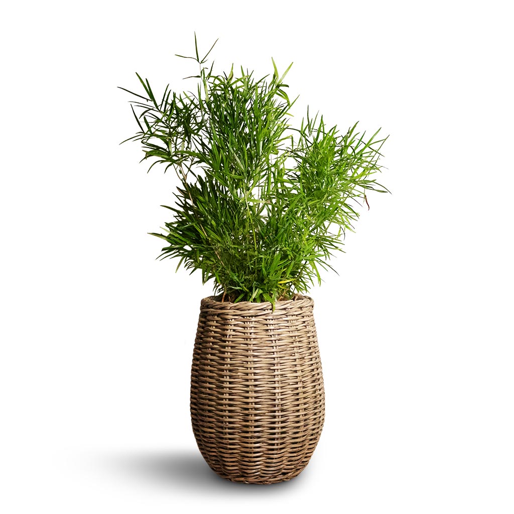 Asparagus falcatus - Sicklethorn & Siona Wikr Plant Baskets - Set of 3 - Natural