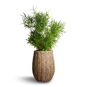 Asparagus falcatus - Sicklethorn & Siona Wikr Plant Baskets - Set of 3 - Natural